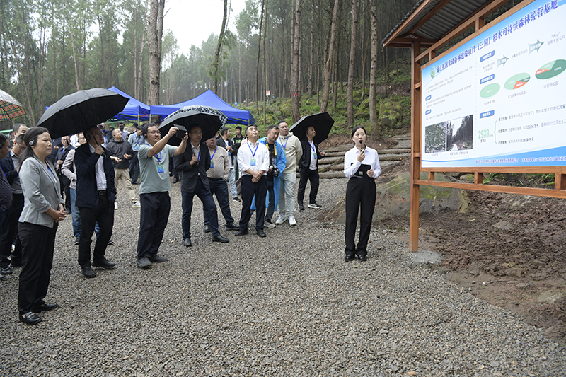 全省國家儲備林建設工作現(xiàn)場推進會參觀通江縣兩山公司項目